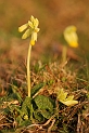 Cowslip plant - B